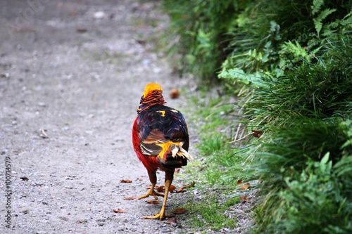 male golden pheasant walking in park
