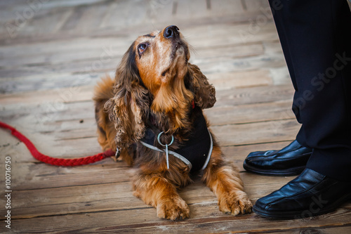 Hund schaut zum Herrchen auf