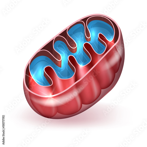 Mitochondrion