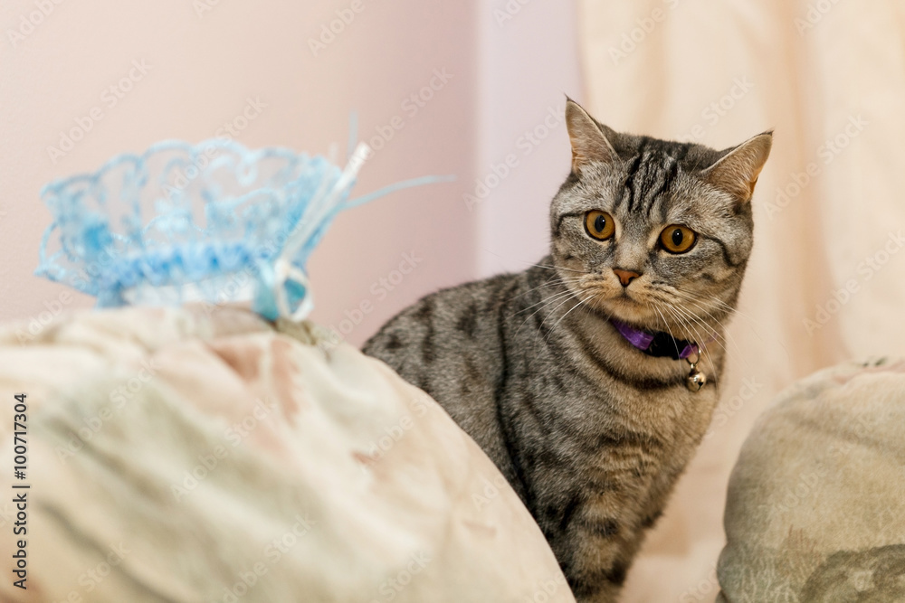 cat and Bridal accessories.