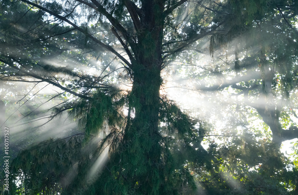 Fototapeta premium Mystical rain forest
