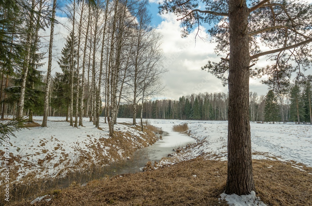 Winter snowy forest in the vicinity of St. Petersburg
Winter snowy forest in the vicinity of St. Petersburg