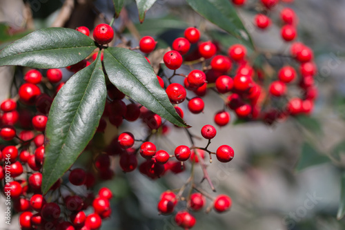 Layers of macro Nandina berries and leaves