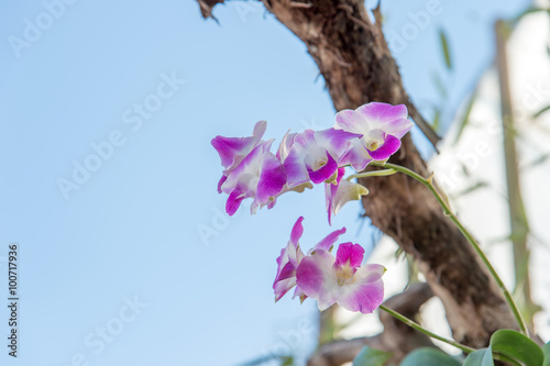 Orchid Tree with blue sky photo