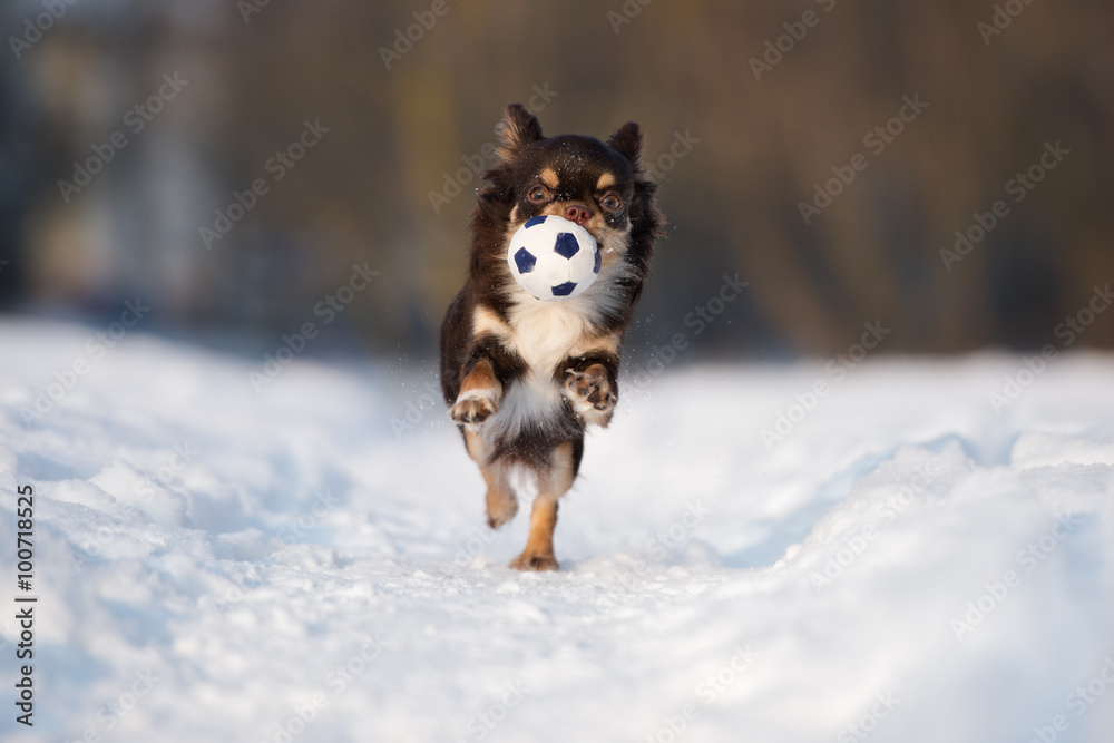 Naklejka premium chihuahua puppy running with a ball outdoors