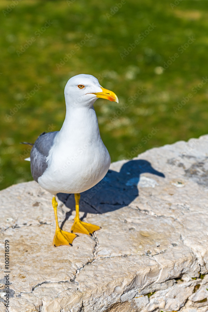 Fototapeta premium Seagull Standing On The Ledge