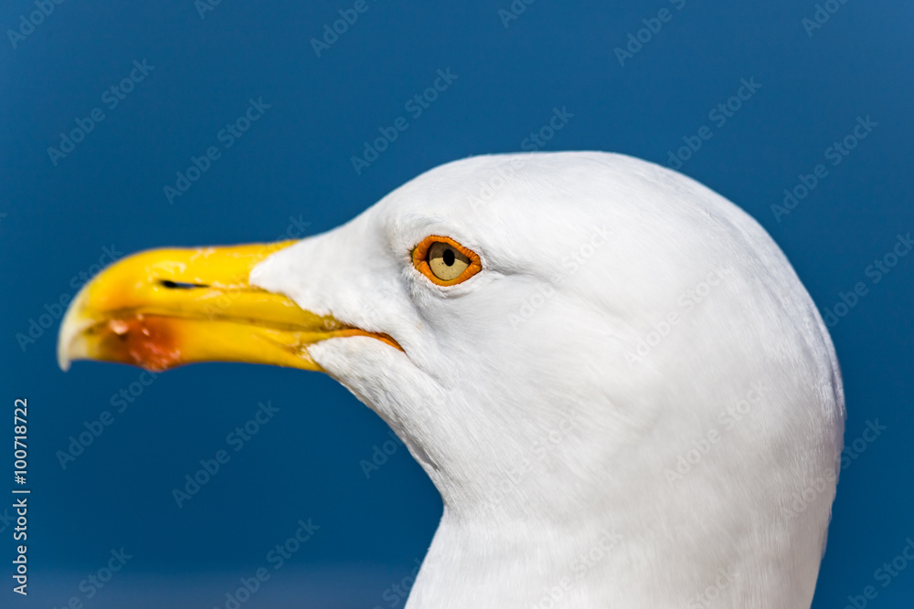 Head Of Seagull With Blue Sky In The Background Head Of Seagull With Blue Sky In The Background