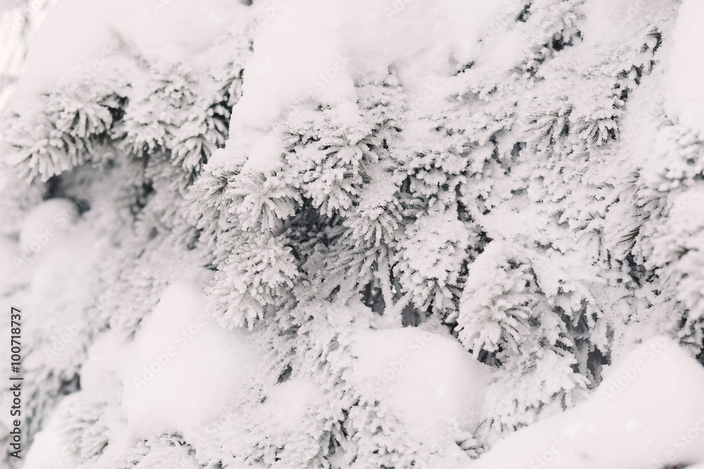 Fototapeta premium Snow on the fir-tree branches in winter