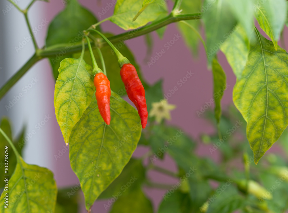 Red Chilli peppers, chili, chile,Chill Red Chilli peppers, chili, chile,Chill