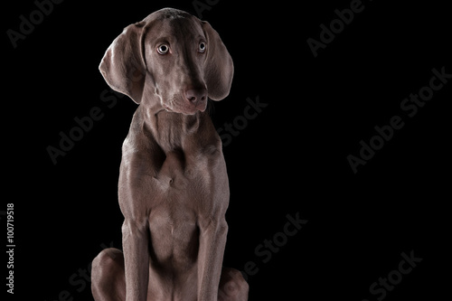 Hund vor schwarzen Hintergrund © photomakers.de