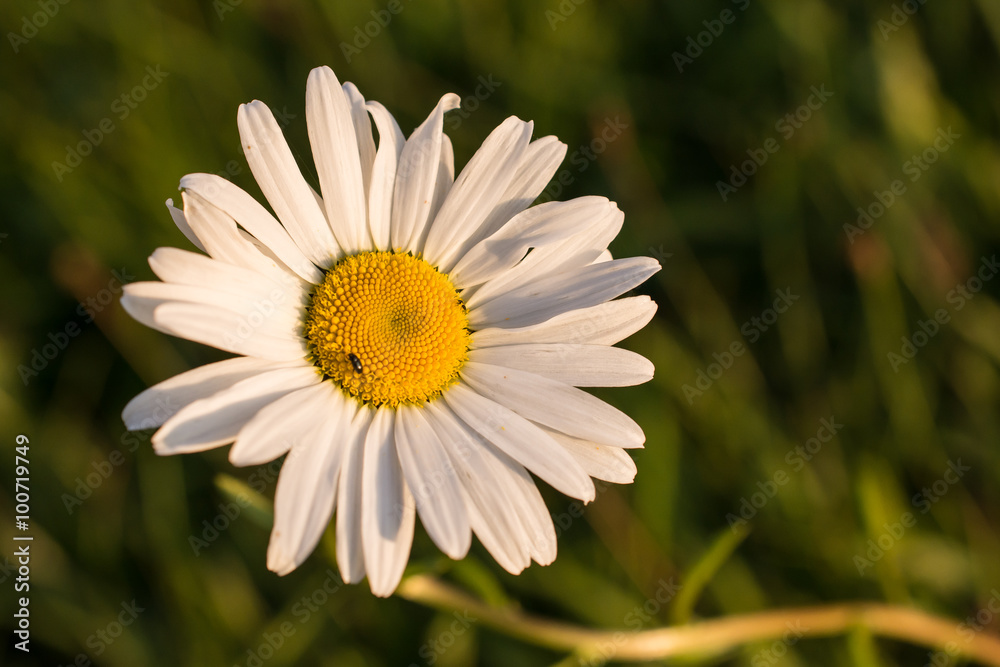 Abstract floral background with Marguerites Abstract floral background with Marguerites
