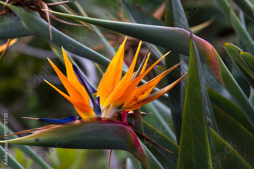 Blooming flower of tropical Strelitzia reginae