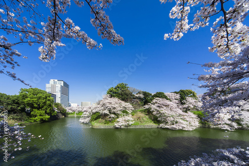 千鳥ヶ淵の桜