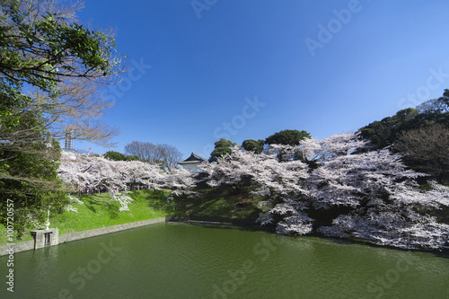 千鳥ヶ淵の桜