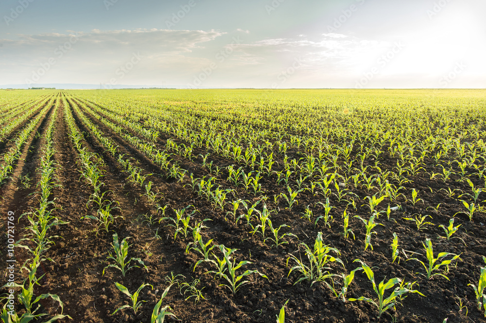 corn field in spring corn field in spring