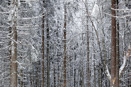 Pine forest covered with snow