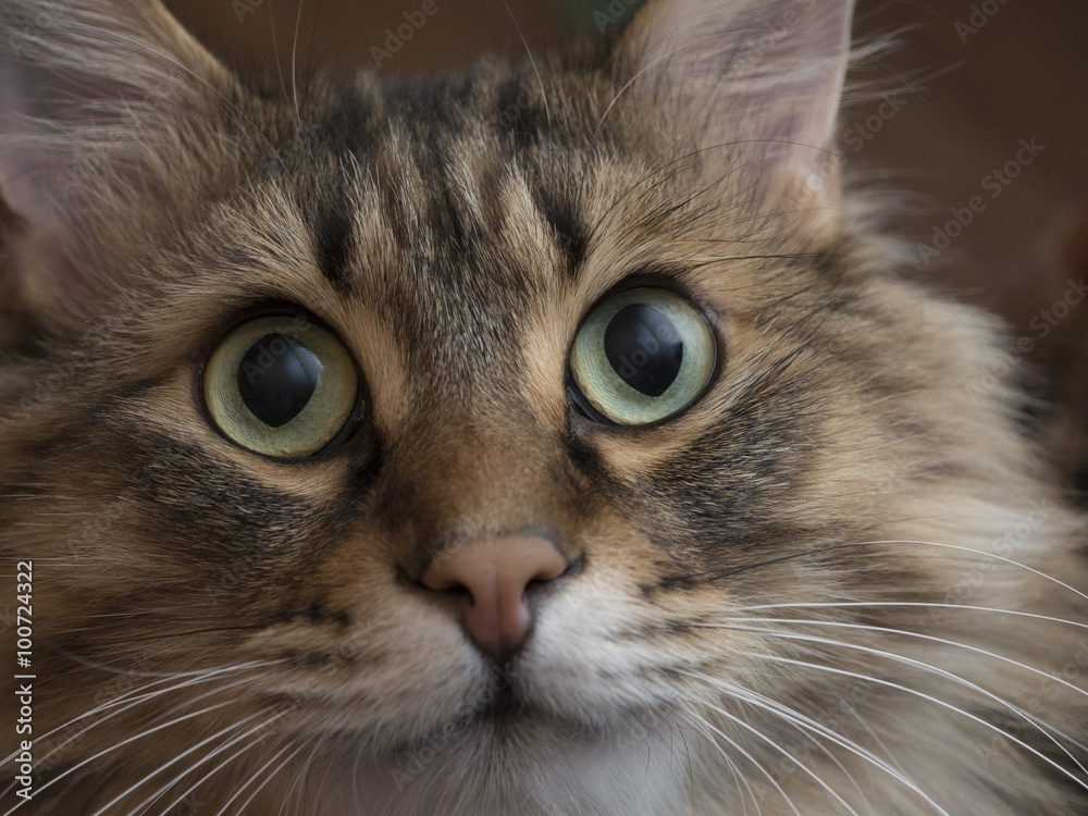 Portrait of a cute fluffy cat closeup