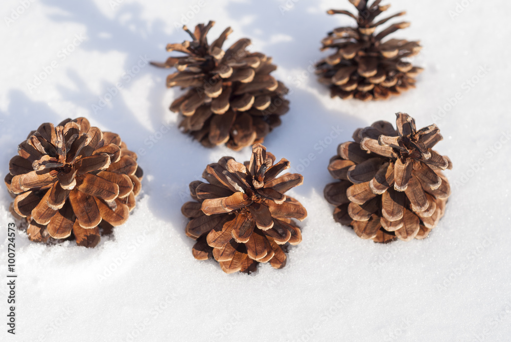 cones in the snow cones in the snow