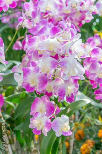 Flowers of cymbidium orchid in garden