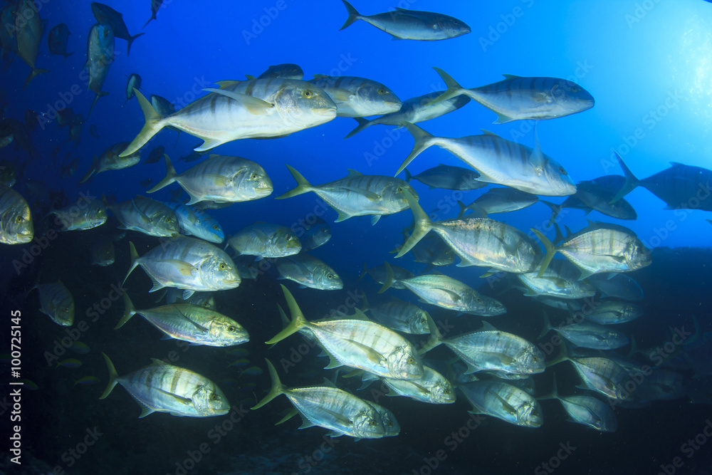 Fish coral reef sea ocean underwater Fish coral reef sea ocean underwater