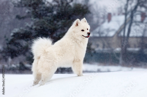 white Samoyed dog walks in winte