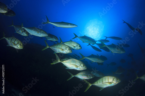 Fish coral reef sea ocean underwater