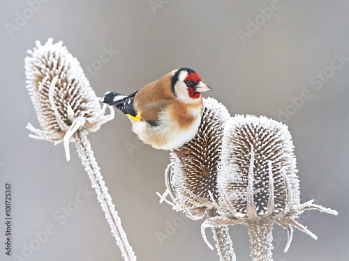 European Goldfinch (Carduelis carduelis) photo