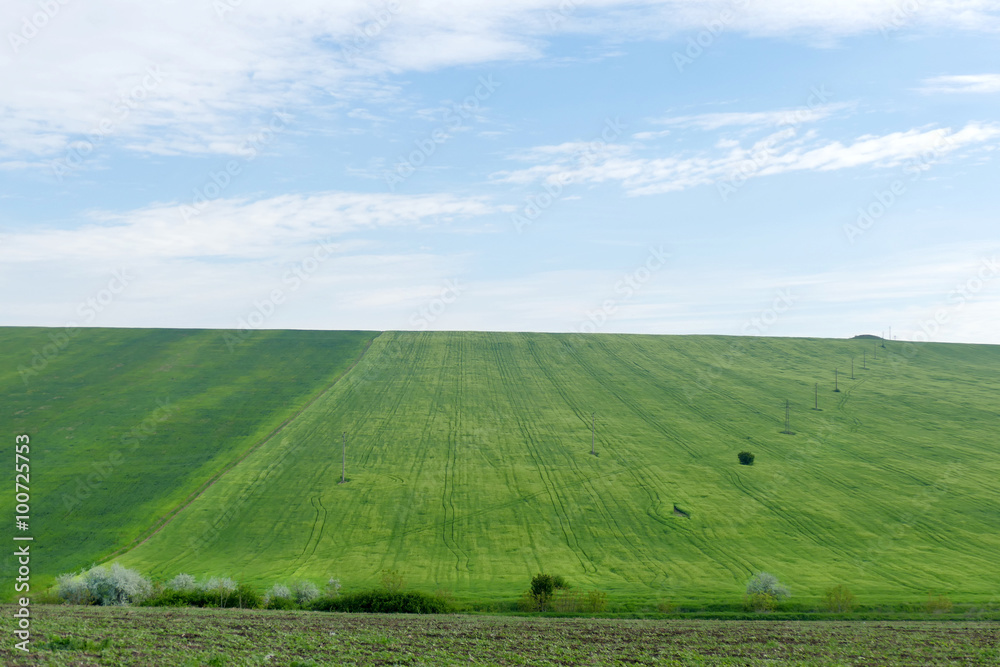 Spring landscape in Bulgaria. Young wheat.