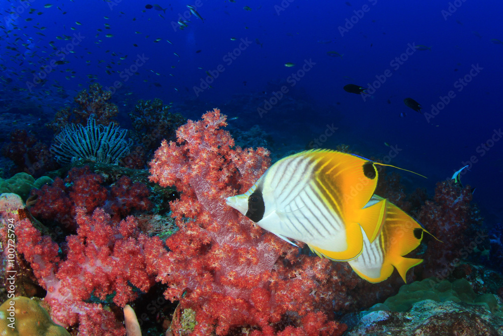 Obraz premium Fish coral reef sea ocean underwater