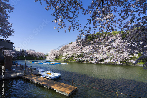 千鳥ヶ淵の桜