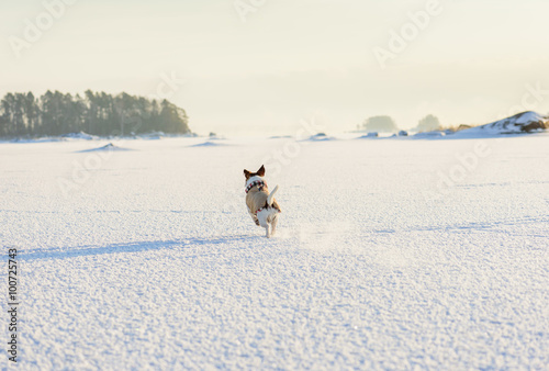 Fototapeta Naklejka Na Ścianę i Meble -  winter landscape at shore of Baltic sea, Finland