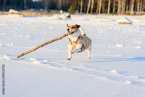 Fototapeta Naklejka Na Ścianę i Meble -  Dog enjoying winter sunny weather