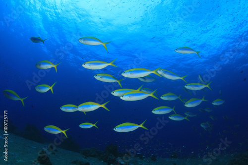 Fish coral reef sea ocean underwater © Richard Carey