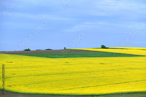 Spring landscape. A field of blooming canola. 