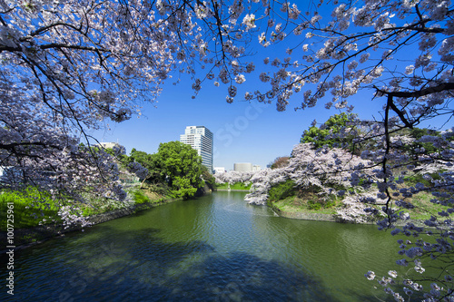 千鳥ヶ淵の桜