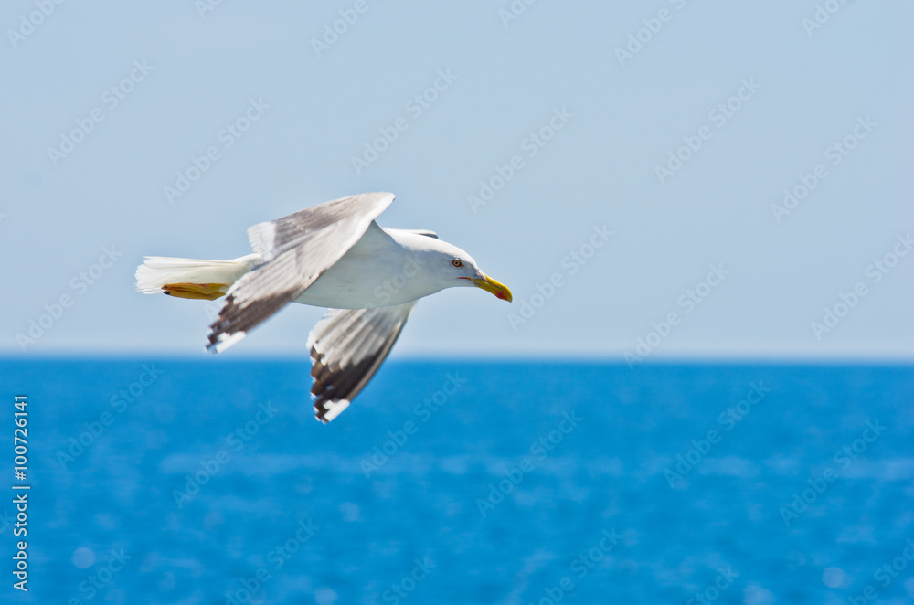 Closeup of a seagull flying over Aegean sea near mountain Athos Closeup of a seagull flying over Aegean sea near mountain Athos