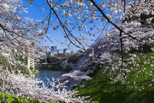 千鳥ヶ淵の桜