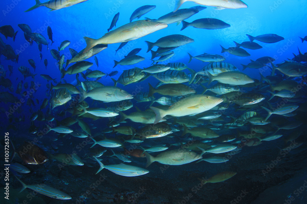 Fototapeta premium Fish coral reef sea ocean underwater