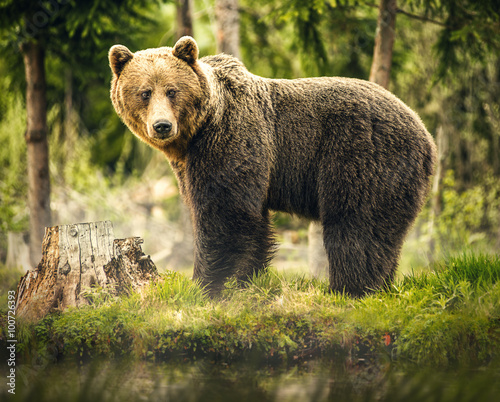 Fotografie Bear in nature, wildlife, brown bear in forest, meeting with bear, big bear, ani