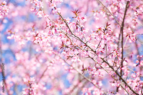 Pink sakura  Cherry blossom in Thailand.