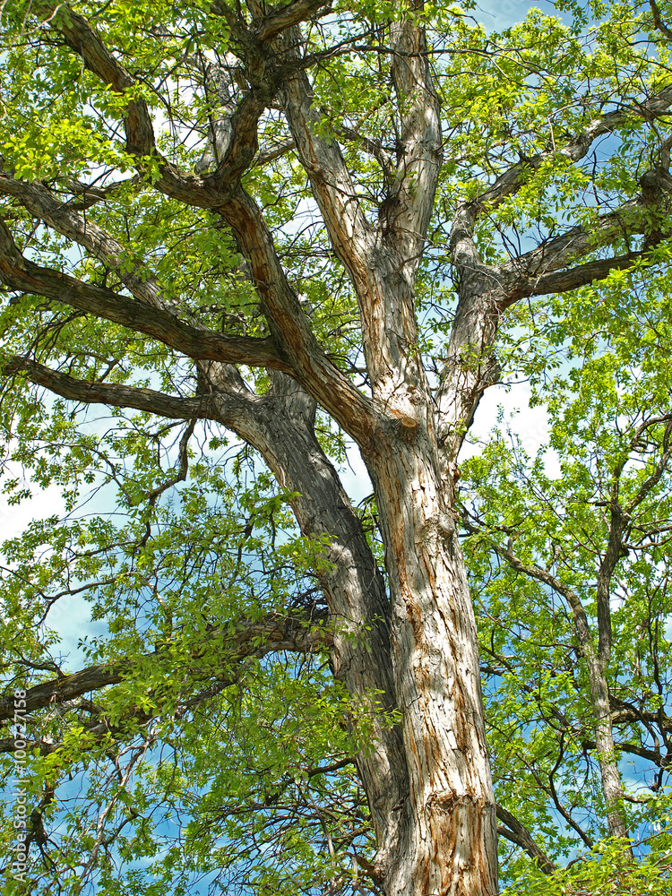 Green Leaf Tree Branches in a Park Green Leaf Tree Branches in a Park