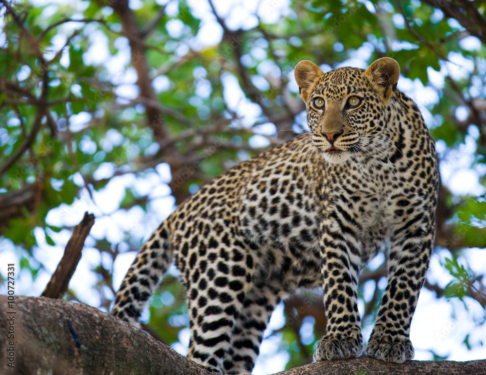 Leopard standing on the tree. National Park. Kenya. Tanzania. Maasai Mara. Serengeti. An excellent illustration. Leopard standing on the tree. National Park. Kenya. Tanzania. Maasai Mara. Serengeti. An excellent illustration.
