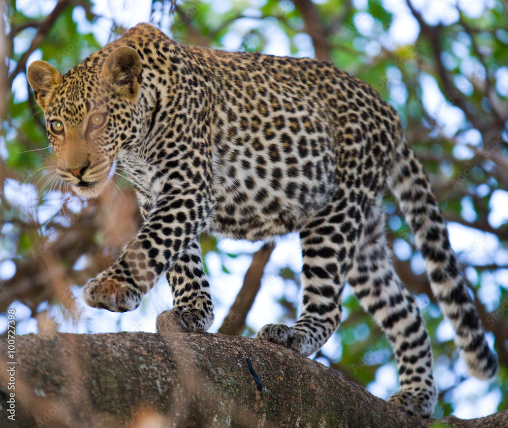 Fototapeta premium Leopard standing on the tree. National Park. Kenya. Tanzania. Maasai Mara. Serengeti. An excellent illustration.