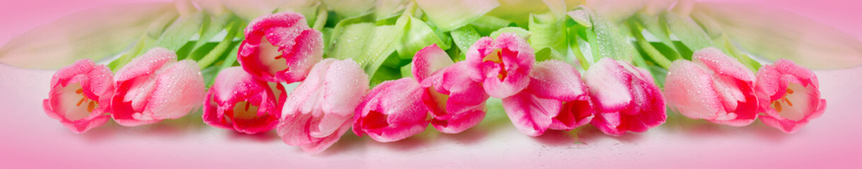 Horizontal panorama with pink tulips on pink background.