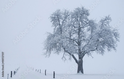 Einsamer Baum photo