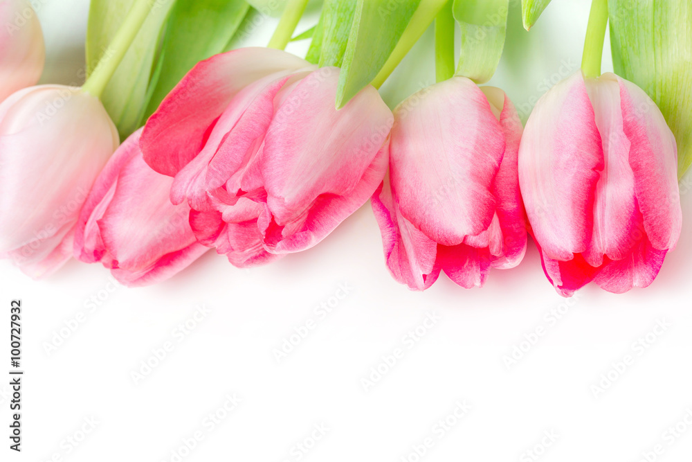 Spring flower pink tulips bouquet on white background.