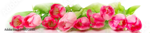 Horizontal panorama with pink  tulips on white background.