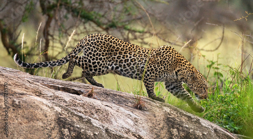 Leopard on a big rock. National Park. Kenya. Tanzania. Maasai Mara. Serengeti. An excellent illustration.