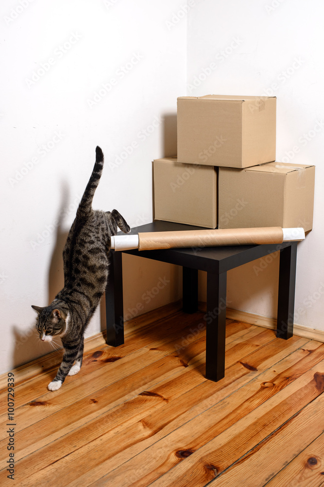 Fototapeta premium Moving day - cat and cardboard boxes in room