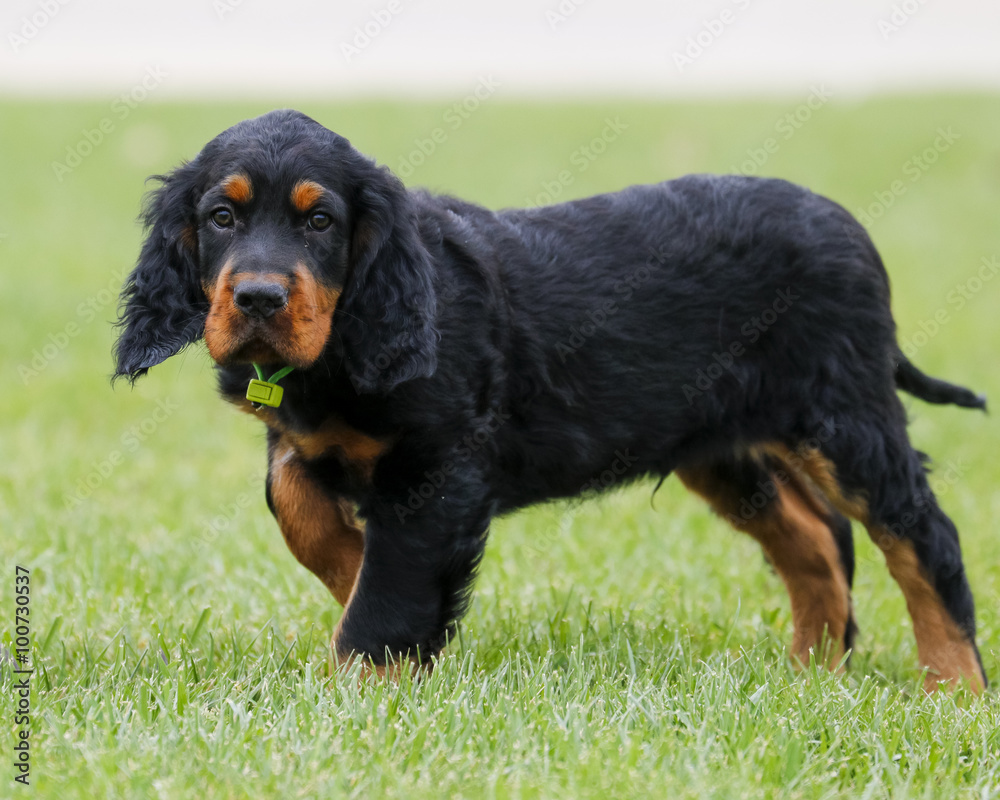 Gordon Setter puppy standing in the grass at the park